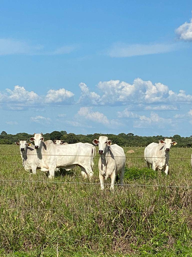 #170 - Fazenda para Venda em Rio Sono - TO