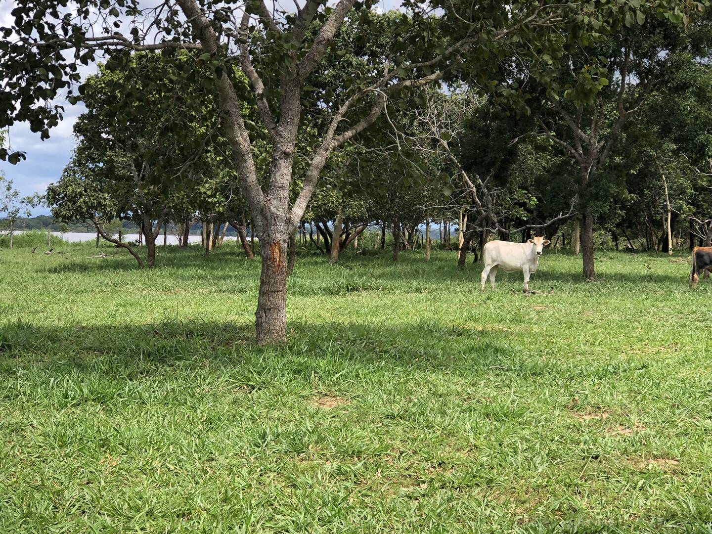 #180 - Fazenda para Venda em Uruaçu - GO