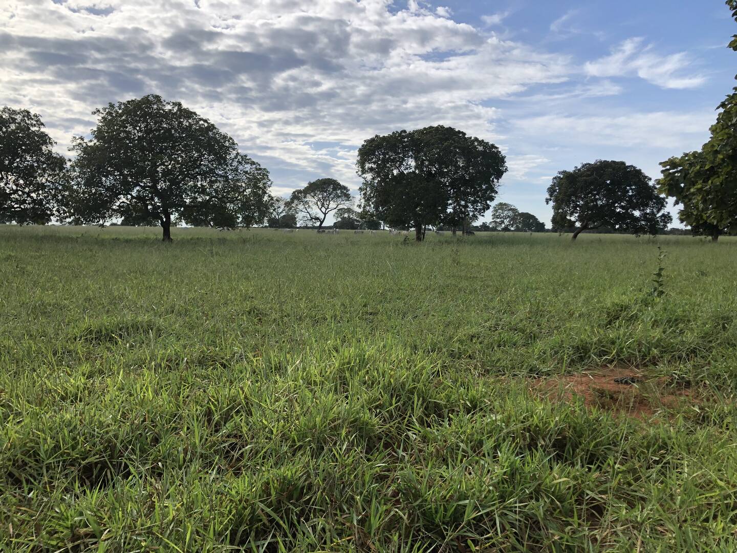 #188 - Fazenda para Venda em Campinorte - GO