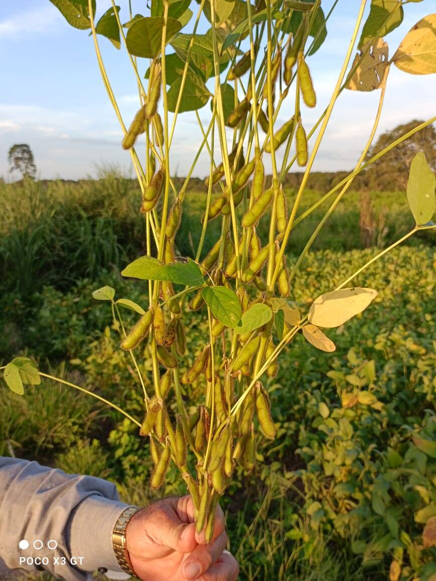 #199 - Fazenda para Venda em Novo Planalto - GO