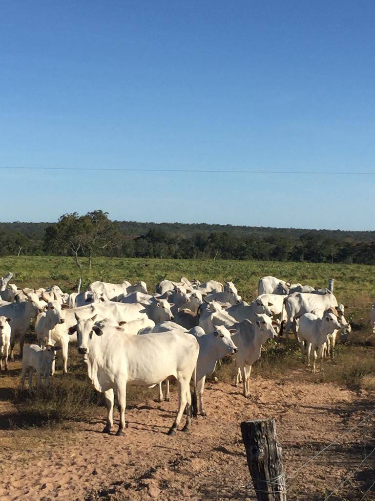#215 - Fazenda para Venda em Conceição do Tocantins - TO