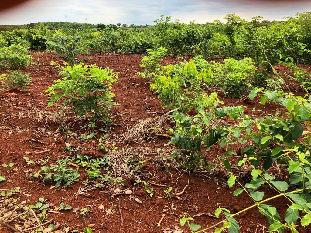 #241 - Fazenda para Venda em Jaú do Tocantins - TO