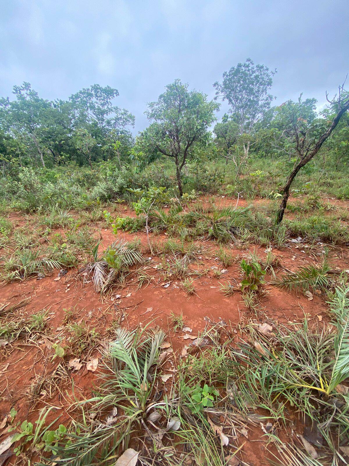 #278 - Fazenda para Venda em Formoso - GO