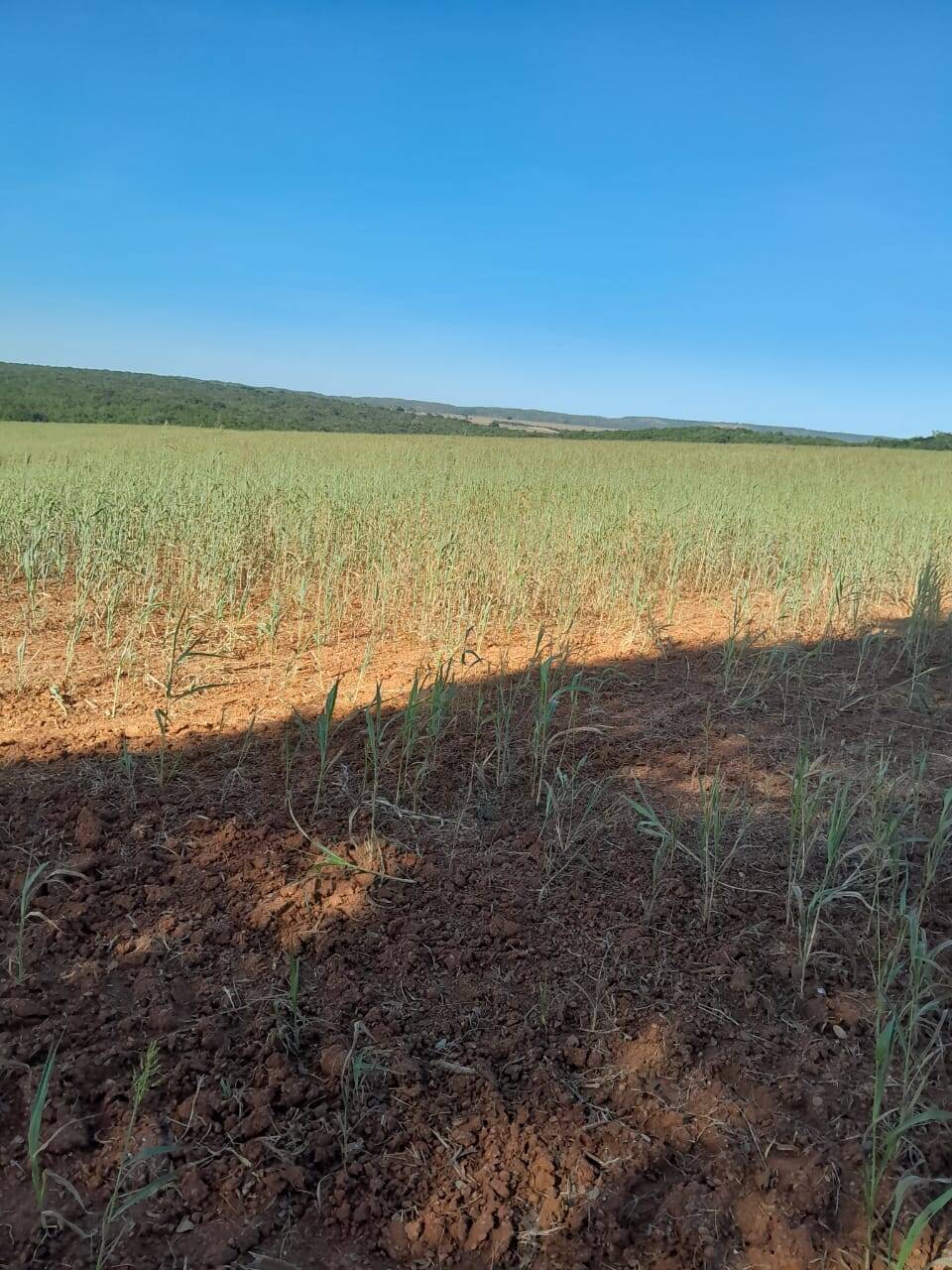 #322 - Fazenda para Venda em Uruaçu - GO