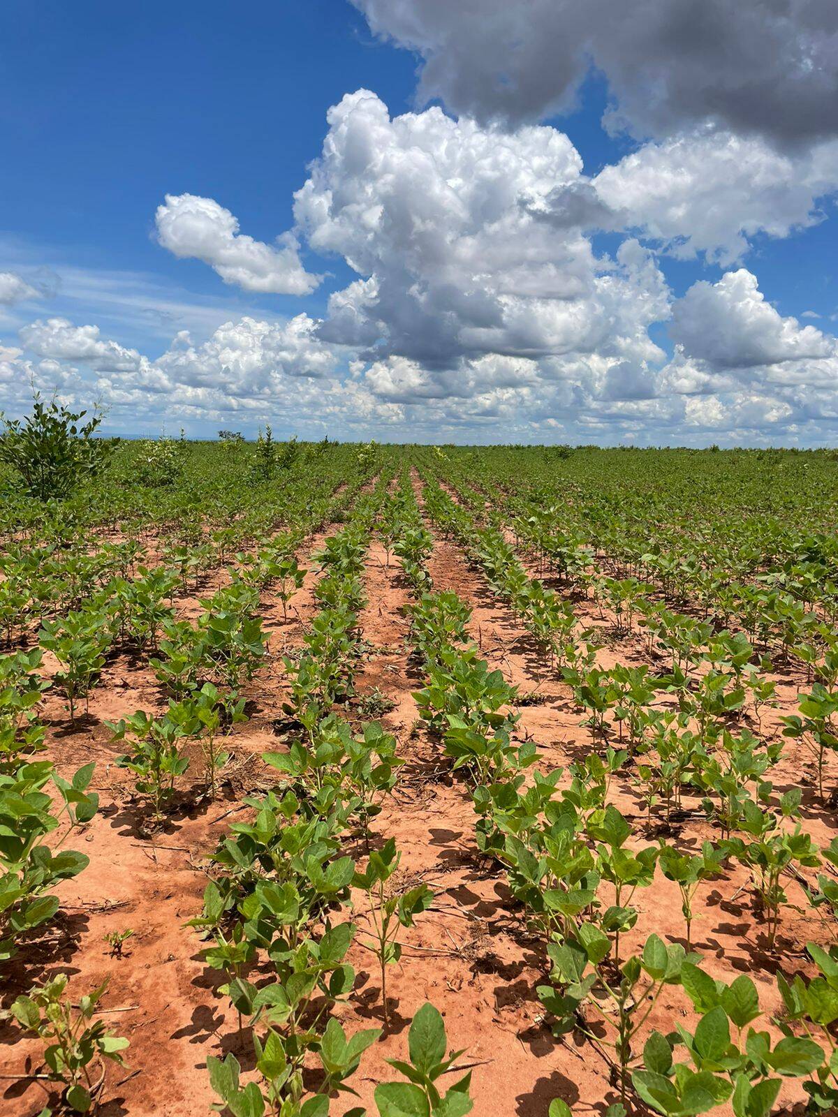 #346 - Fazenda para Venda em Novo São Joaquim - MT