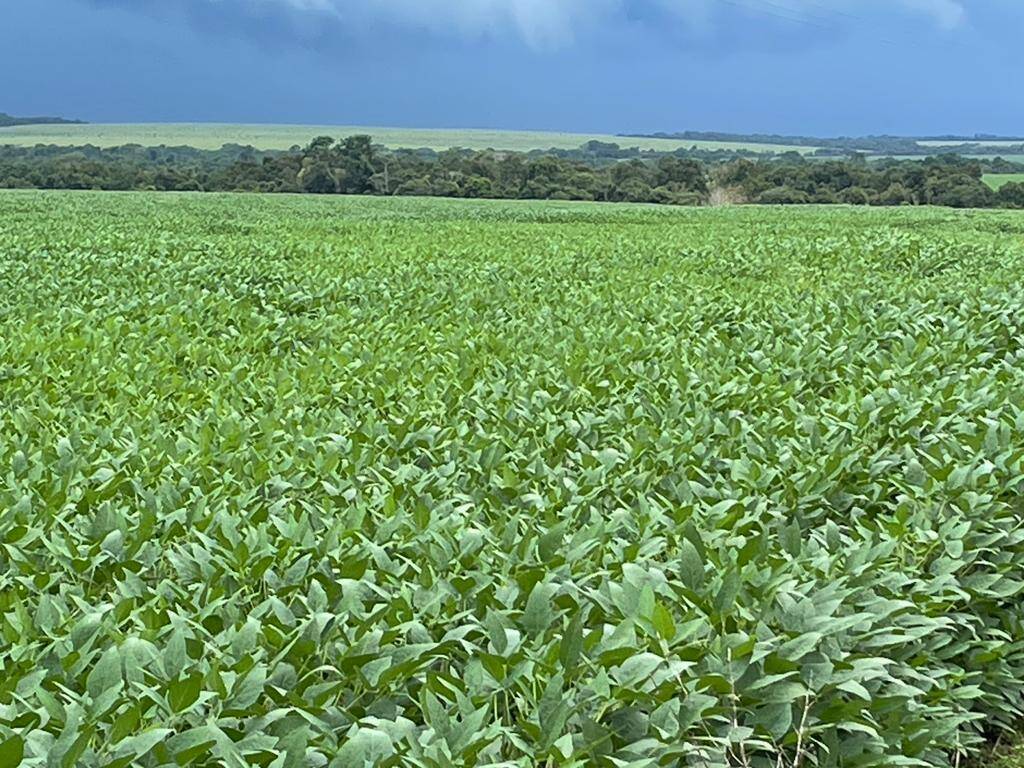 #382 - Fazenda para Venda em Novo Horizonte do Norte - MT