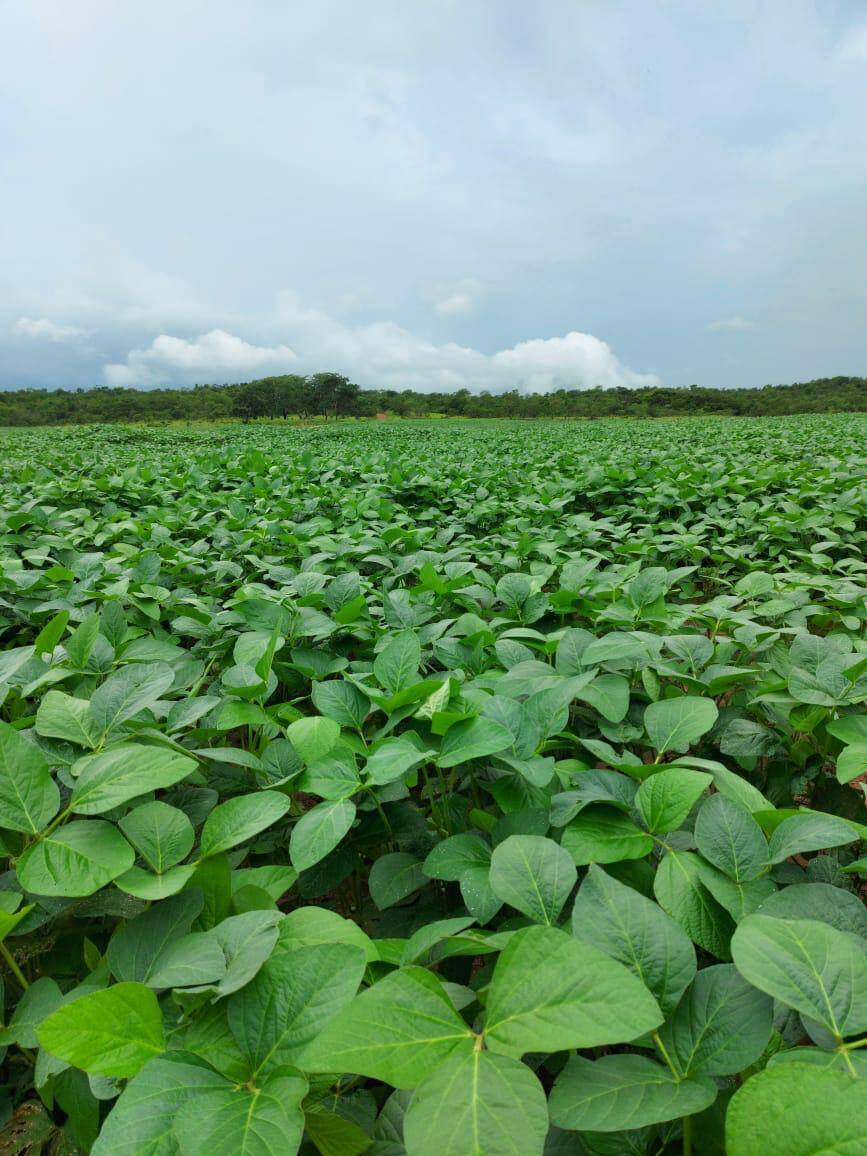 #386 - Fazenda para Venda em Ipameri - GO