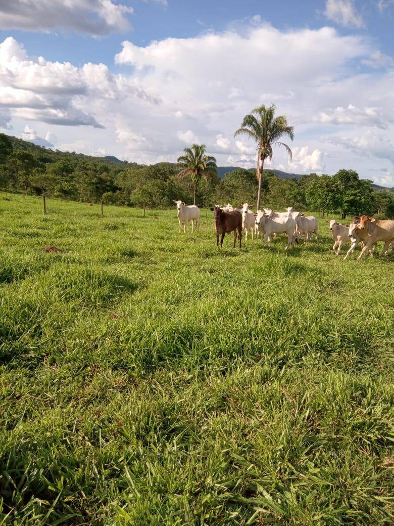 #388 - Fazenda para Venda em Caldas Novas - GO