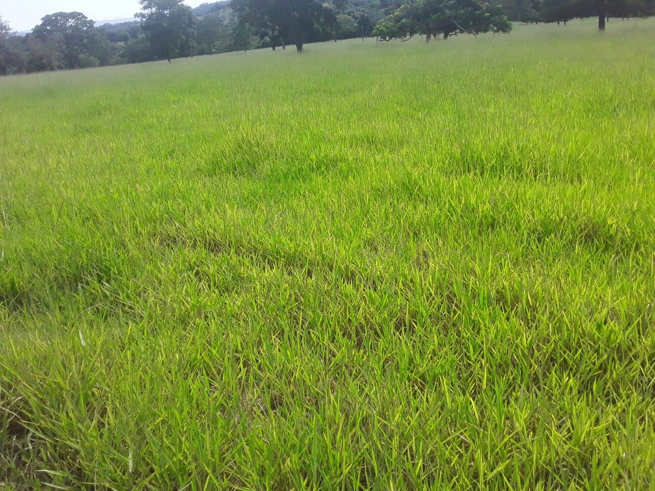 #391 - Fazenda para Venda em Varjão - GO