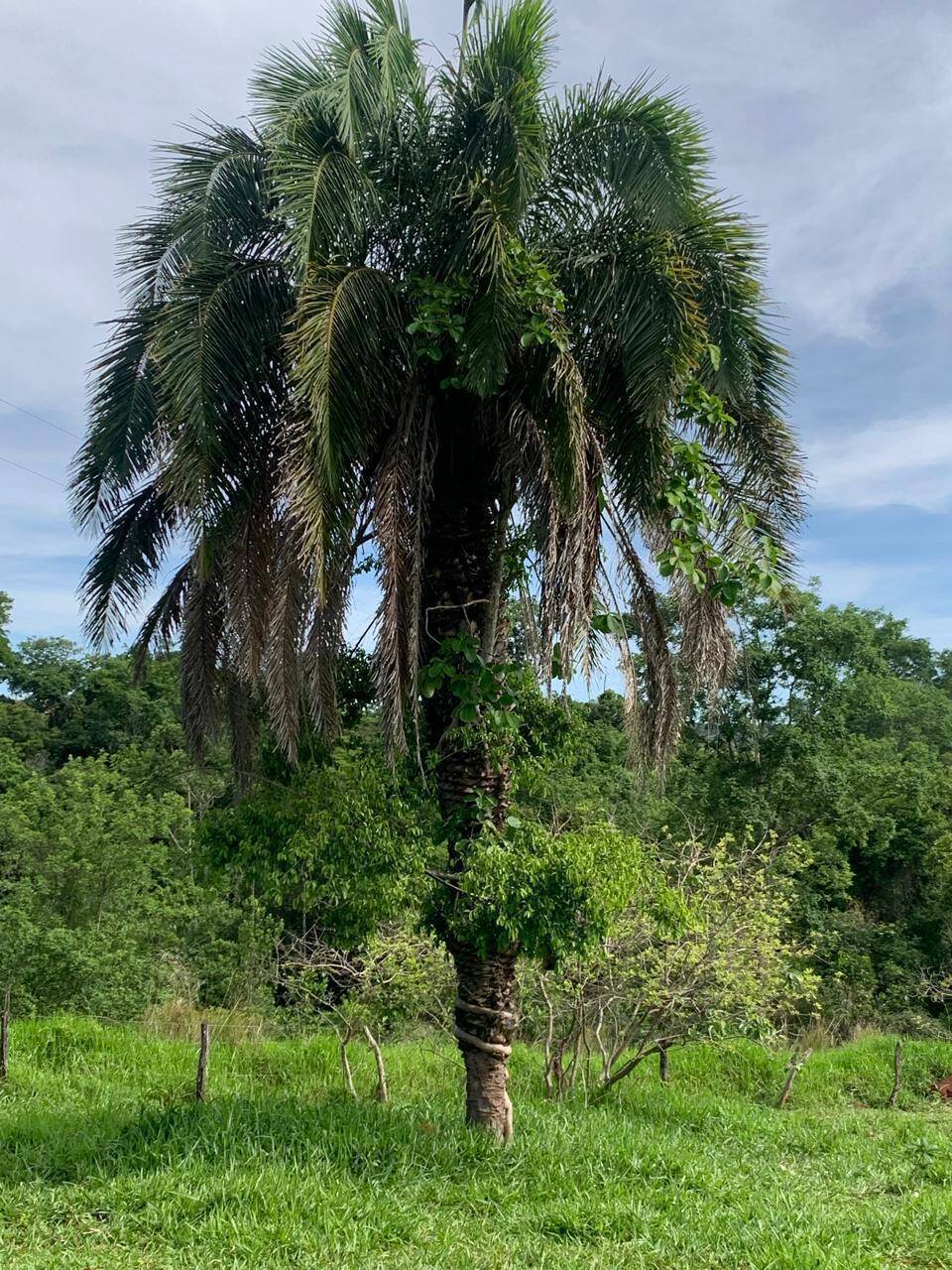 #410 - Fazenda para Venda em Santa Cruz de Goiás - GO