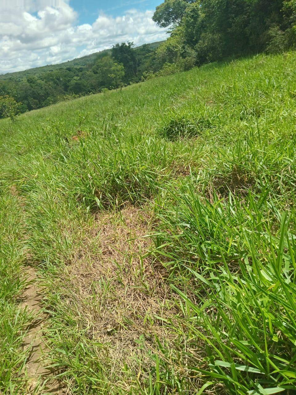 #411 - Fazenda para Venda em Cristianópolis - GO