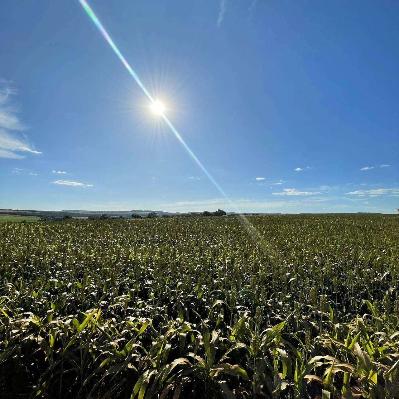 #433 - Fazenda para Venda em Bela Vista de Goiás - GO