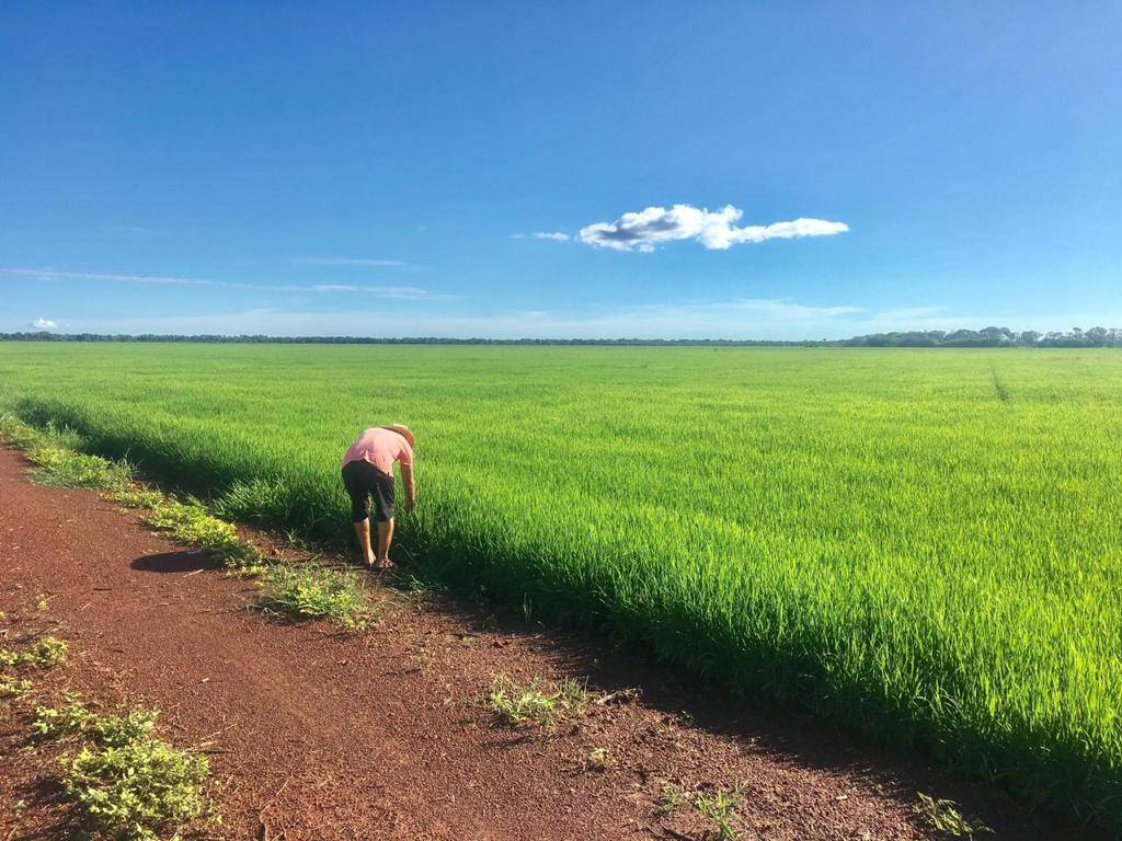 #459 - Fazenda para Venda em Lagoa da Confusão - TO