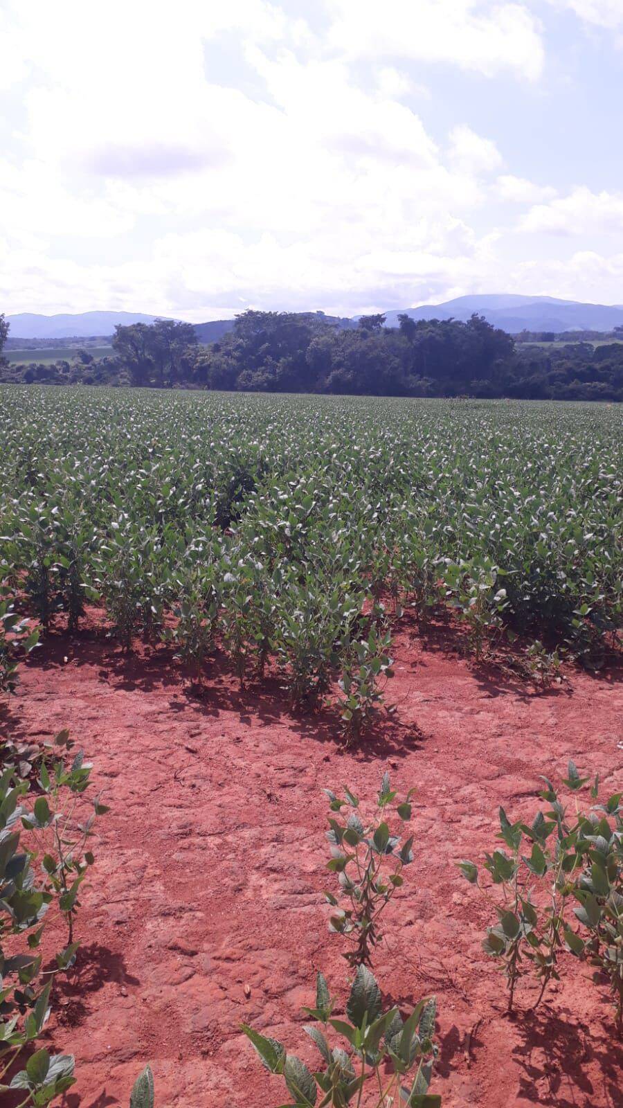 #474 - Fazenda para Venda em Goianésia - GO