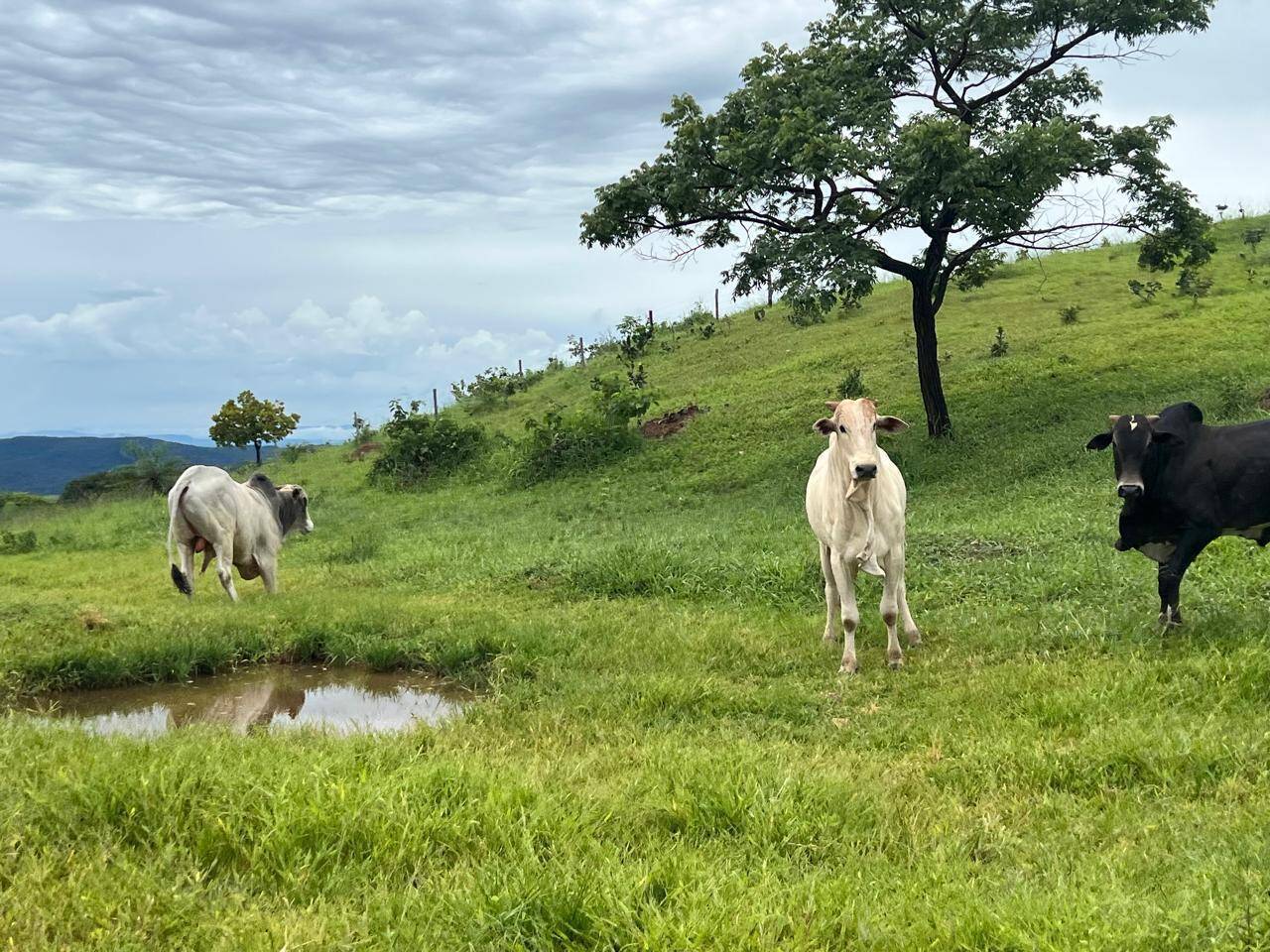 #487 - Fazenda para Venda em Itapaci - GO