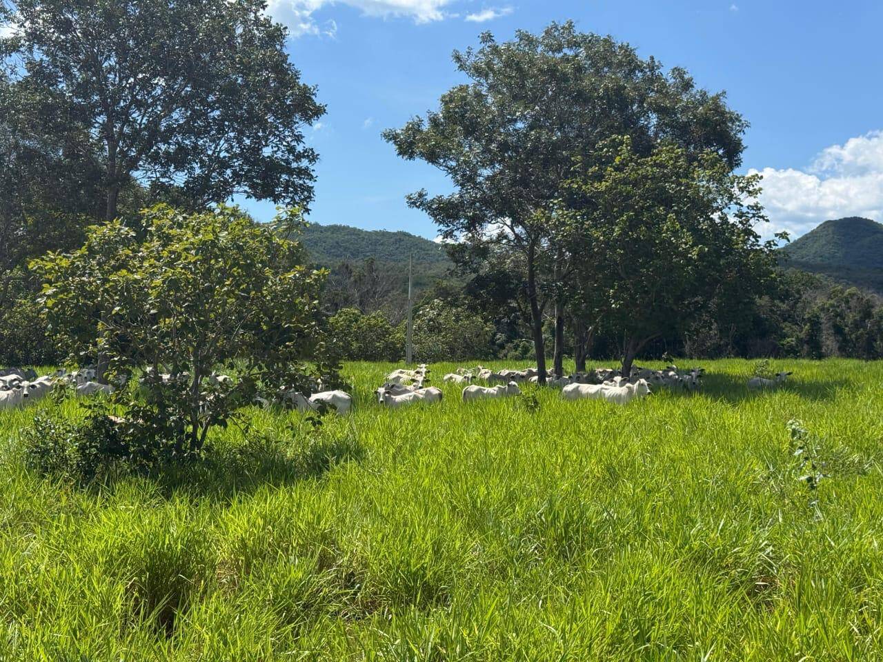 #499 - Fazenda para Venda em Minaçu - GO