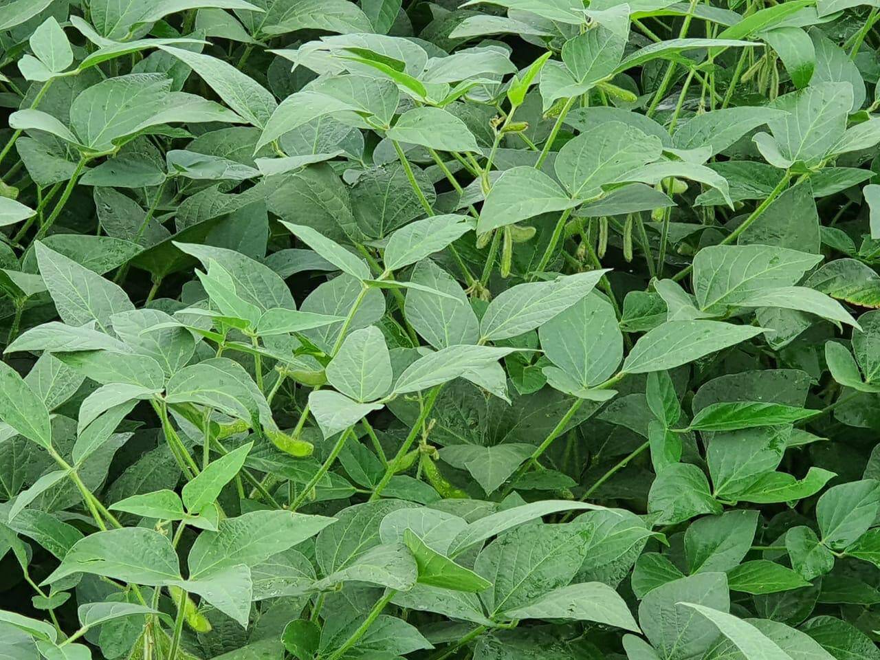 #534 - Fazenda para Venda em Brasília - DF