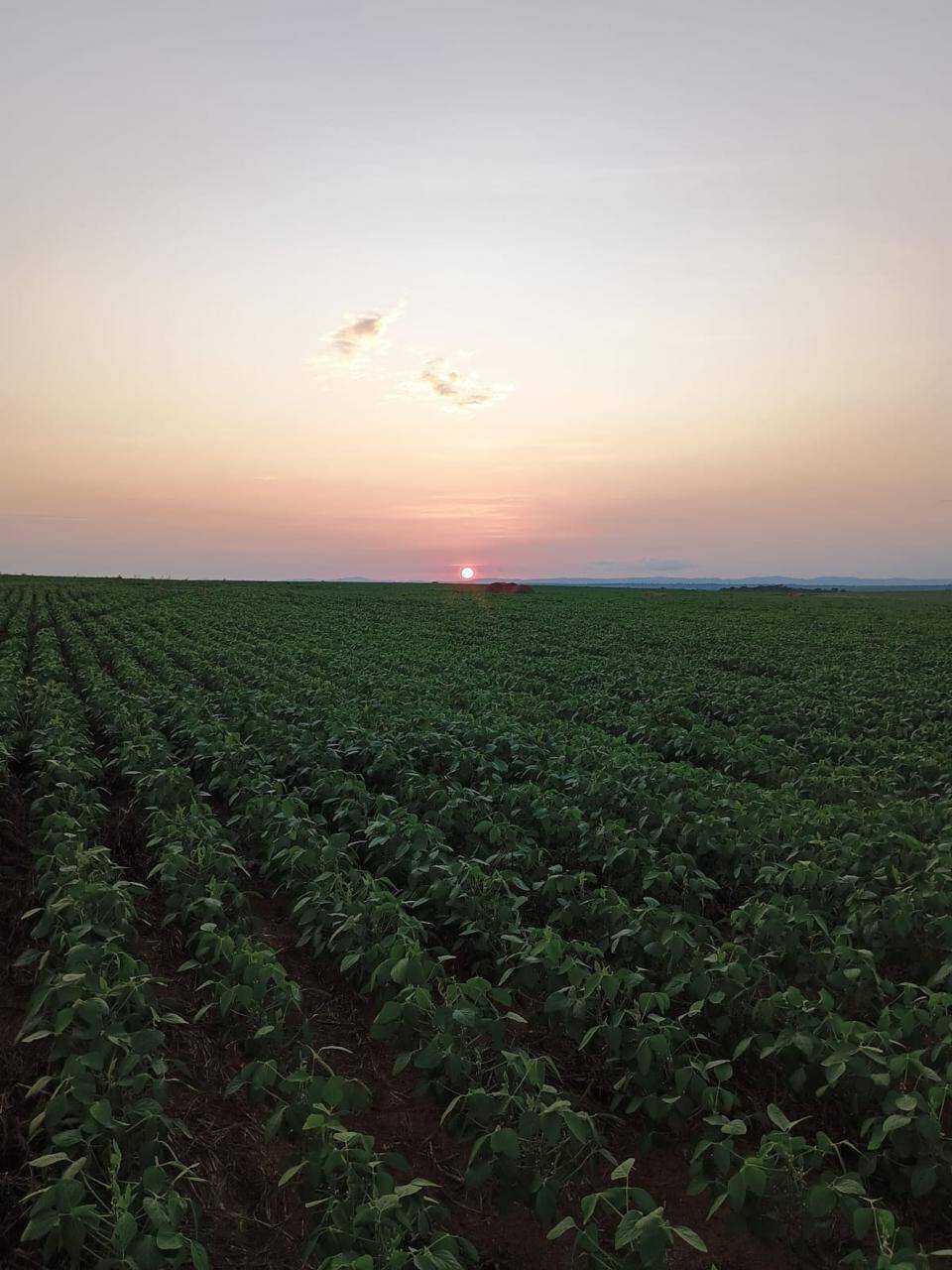 #589 - Fazenda para Venda em Palmas - TO
