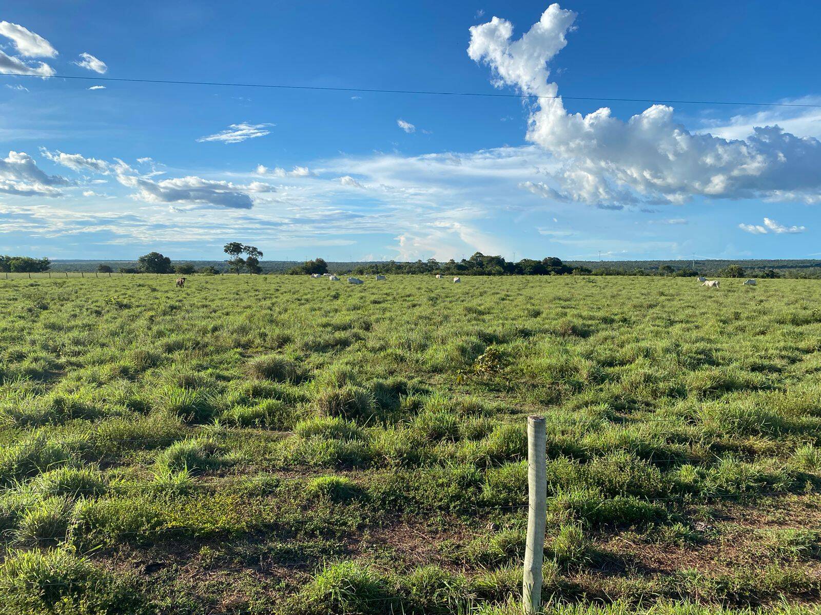 #591 - Fazenda para Venda em São Valério da Natividade - TO