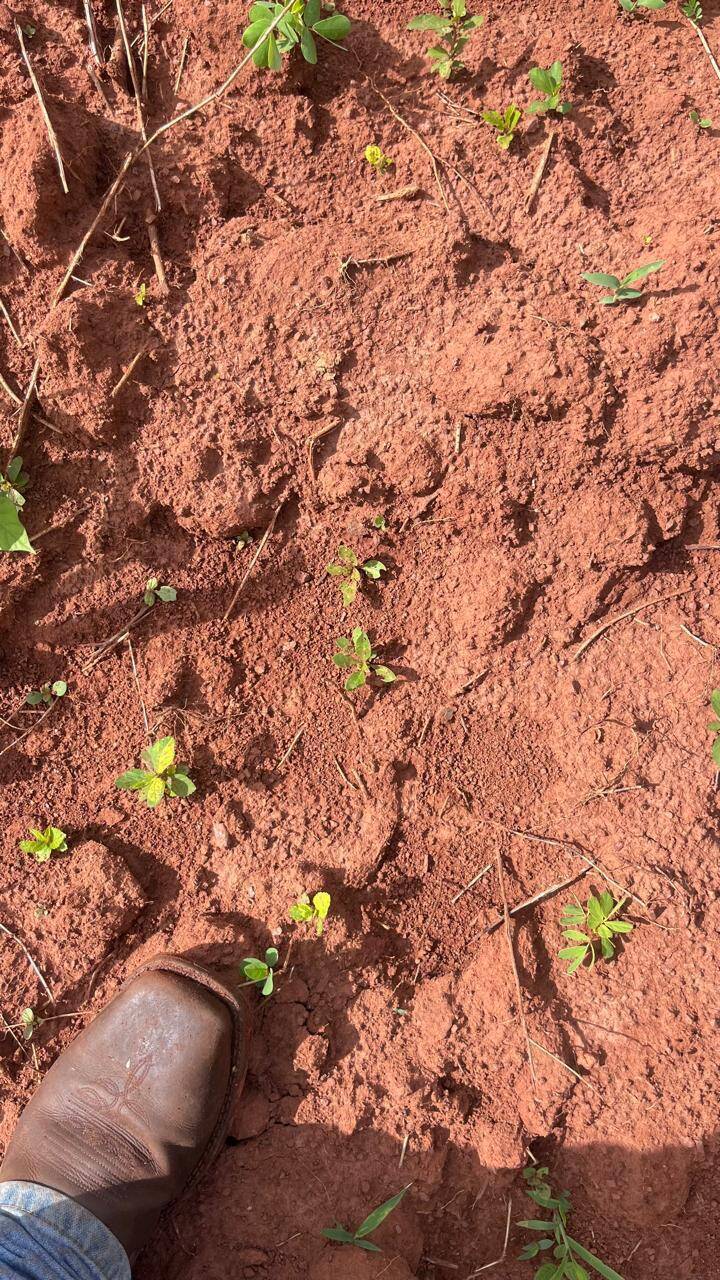 #597 - Fazenda para Venda em Amaralina - GO
