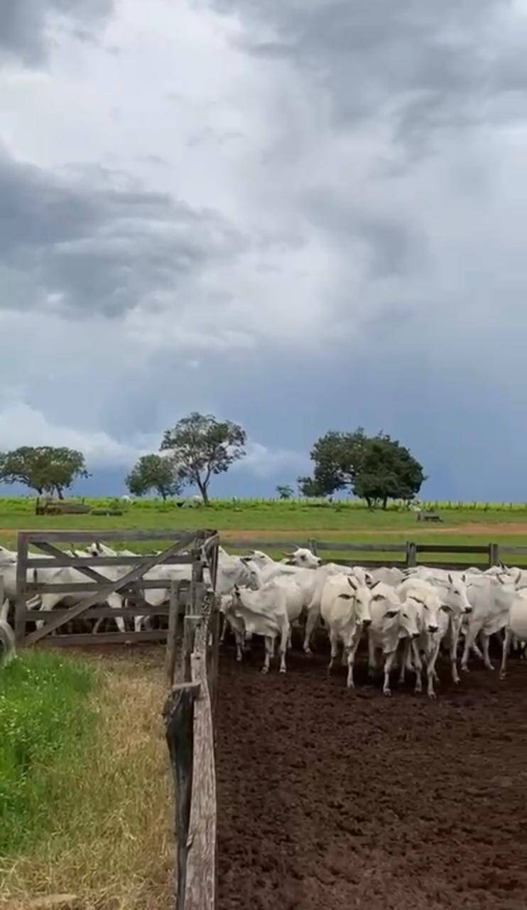 #640 - Fazenda para Venda em Taguatinga - TO