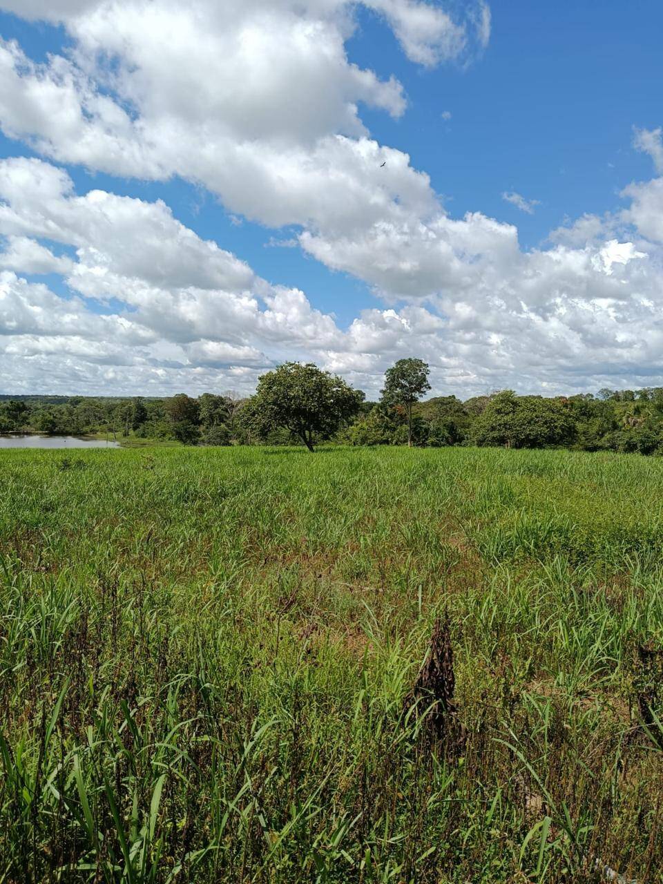 #650 - Fazenda para Venda em Amaralina - GO