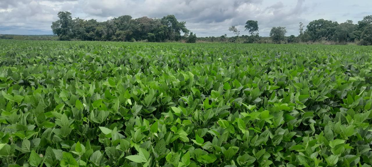 #666 - Fazenda para Venda em Figueirópolis - TO