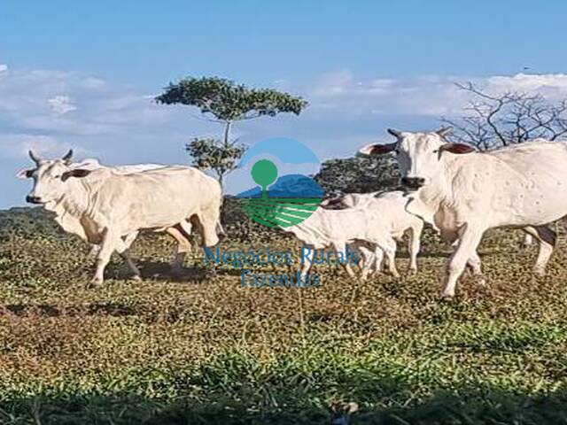 Fazenda para Venda em Hidrolina - 4