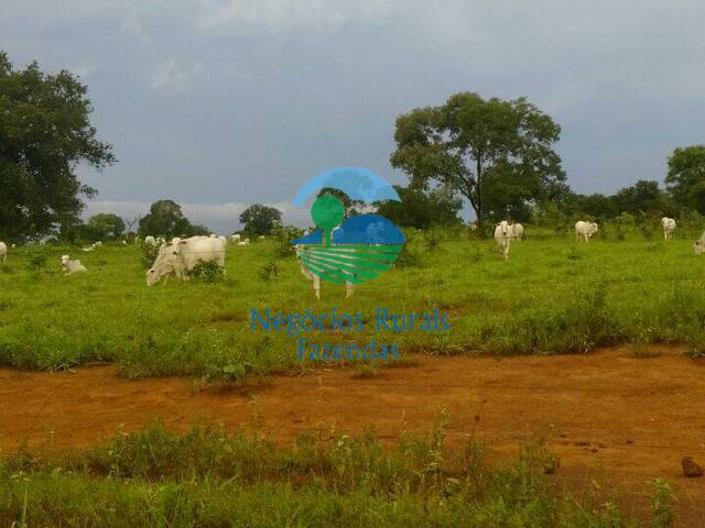 Fazenda para Venda em Campinorte - 4