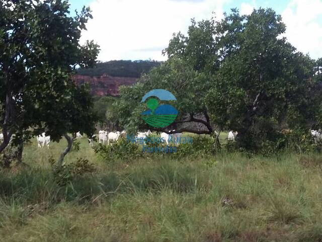 #43 - Fazenda para Venda em Bom Jesus - PI - 1