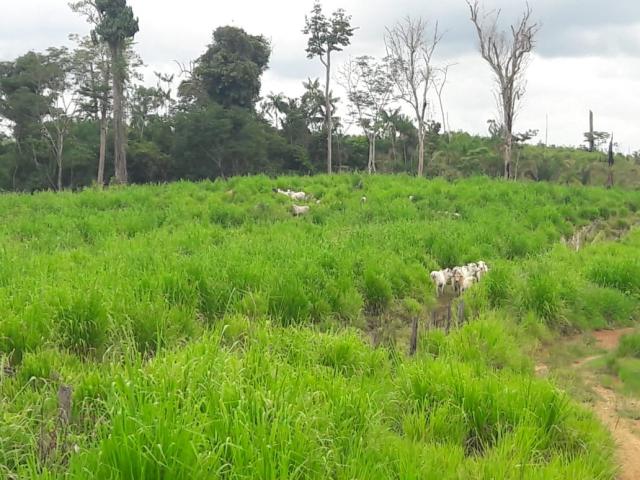 Fazenda para Venda em São Félix do Xingu - 2