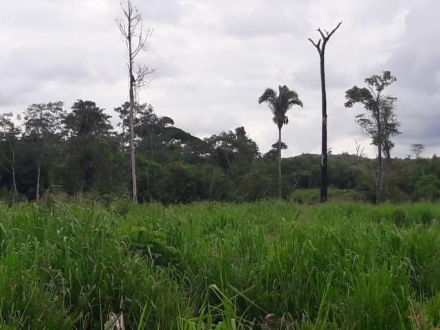 Fazenda para Venda em São Félix do Xingu - 3