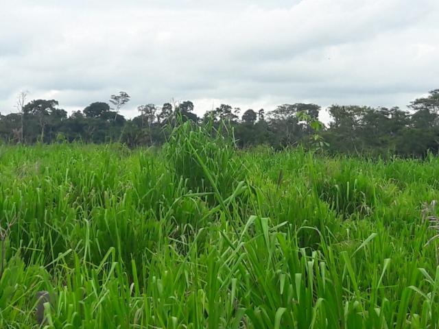 #69 - Fazenda para Venda em São Félix do Xingu - PA - 1