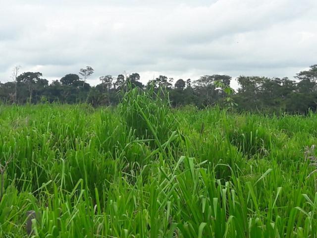 Fazenda para Venda em São Félix do Xingu - 1