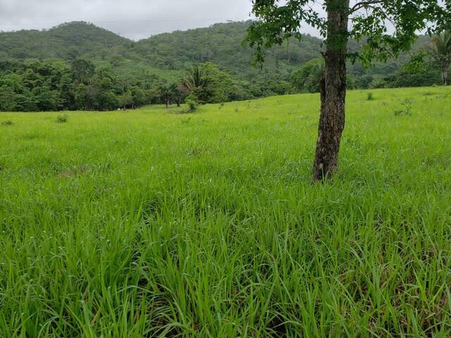 #106 - Fazenda para Venda em Campinaçu - GO - 1