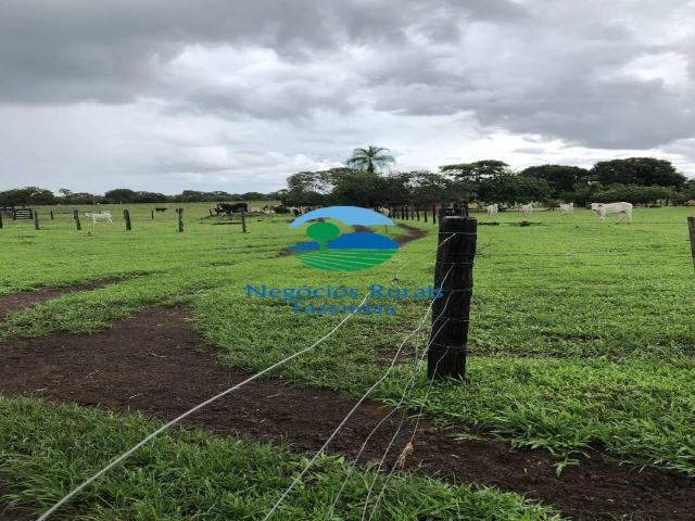 Fazenda para Venda em Uruaçu - 2