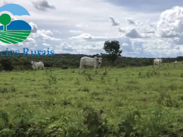 Fazenda para Venda em Mara Rosa - 5