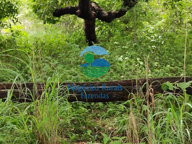 Fazenda para Venda em Niquelândia - 5