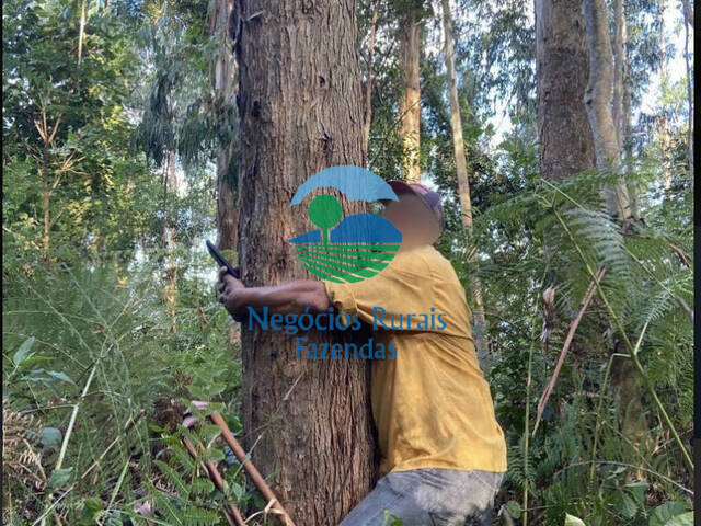 Fazenda para Venda em Cajati - 2