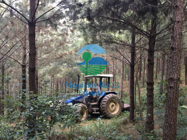 Fazenda para Venda em Cajati - 4