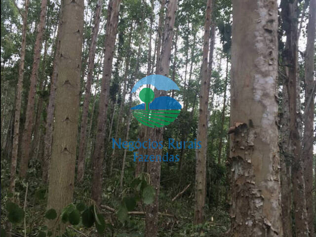 Fazenda para Venda em Cajati - 5