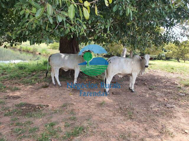 #164 - Fazenda para Venda em Campinorte - GO - 3