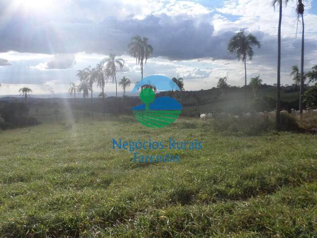 Fazenda para Venda em Barro Alto - 3