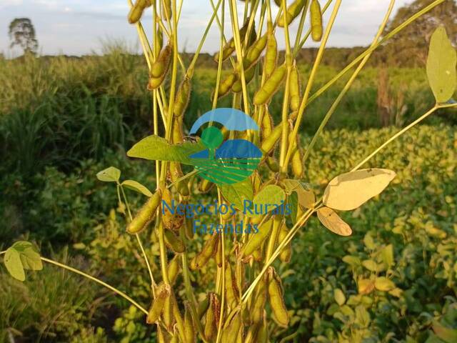 #199 - Fazenda para Venda em Novo Planalto - GO - 2