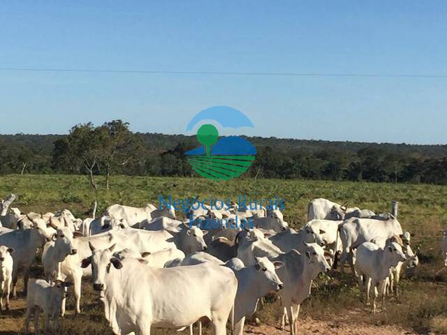 #215 - Fazenda para Venda em Conceição do Tocantins - TO - 1