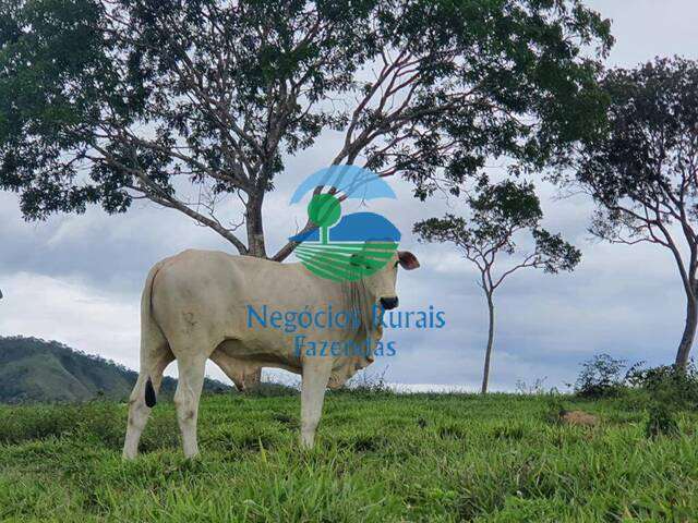 Fazenda para Venda em Campinaçu - 5
