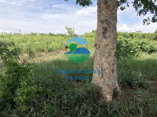 #240 - Fazenda para Venda em Palmeirópolis - TO - 2