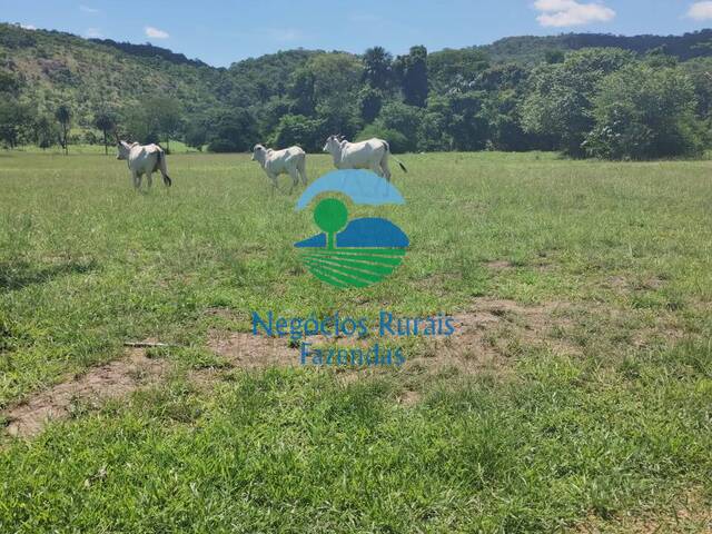 #247 - Fazenda para Venda em Paraíso do Tocantins - TO - 2