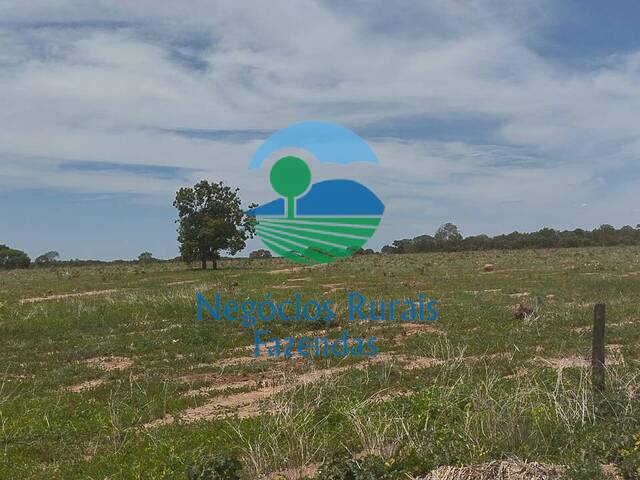 #250 - Fazenda para Venda em Peixe - TO - 3