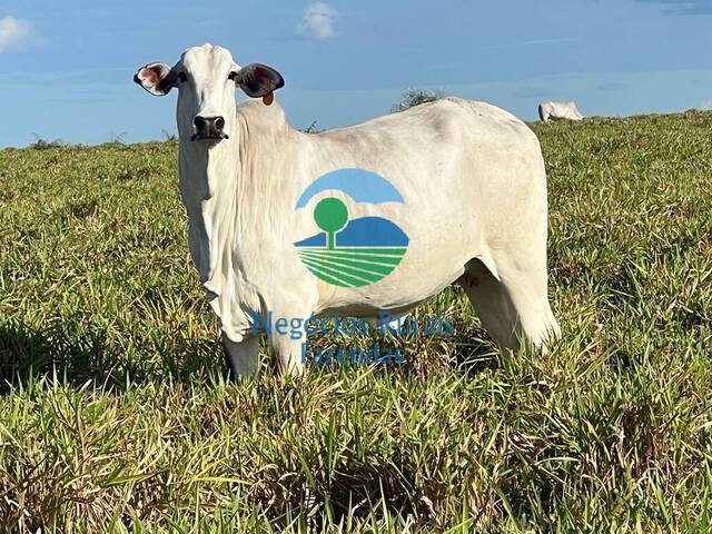 Fazenda para Venda em Campo Maior - 2